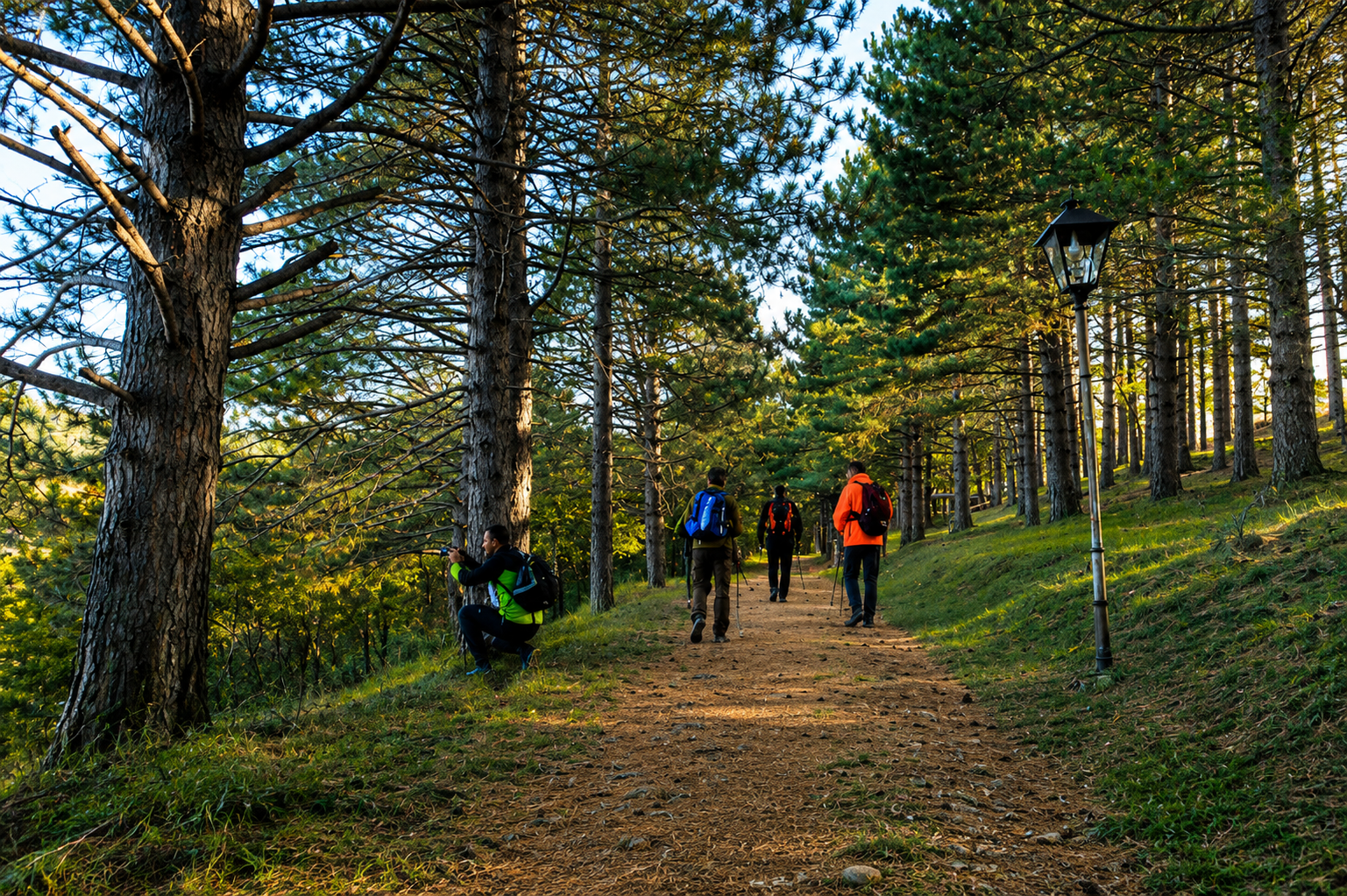 A forest walking trail near Nymfaio, tall trees and dappled mountain light
